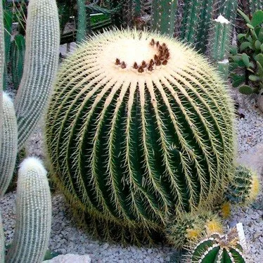 Cactus Berrys